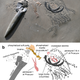 The fossil described in the new study. It’s housed at Staatliches Museum für Naturkunde Stuttgart in Stuttgart, Germany.
